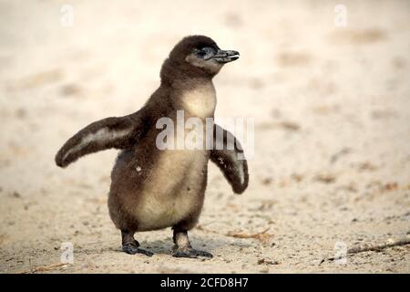African penguin (Spheniscus demersus), young animal, spreads wings, on the beach, on land, Boulders Beach, Simon's Town, Western Cape, South Africa