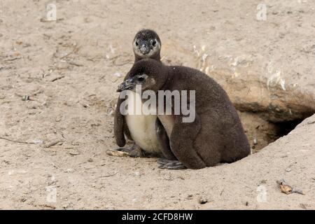 African penguin (Spheniscus demersus), two kittens, at breeding cave, beach, on land, Boulders Beach, Simon's Town, Western Cape, South Africa Stock Photo