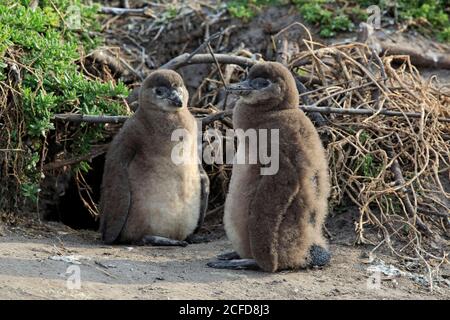 African penguin (Spheniscus demersus), two kittens, siblings, on land, Betty's Bay, Stony Point Nature Reserve, Western Cape, South Africa Stock Photo