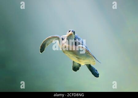 Green turtle (Chelonia mydas), adult, swimming, in water, captive, Cape Town, South Africa Stock Photo