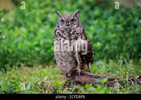 Spotted Eagle-Owl (Bubo africanus), adult, on ground, alert, Cape Town, Western Cape, South Africa Stock Photo