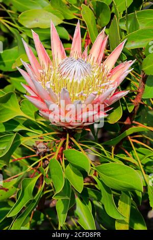 King Protea (Protea cynaroides), flower, flowering, bloom, Harold Porter National Botanical Garden, Betty's Bay, South Africa Stock Photo