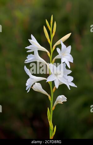 Cape Horn Lily (Watsonia borbonica ardernei) (Watsonia borbonica), subsp. ardernei, flower, flowering, bloom, Harold Porter National Botanical Stock Photo