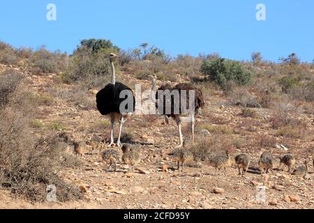 South African ostrich (Struthio camelus australis), adult, female, male, pair, young, family, group, alert, foraging, Oudtshoorn, Western Cape, South Stock Photo