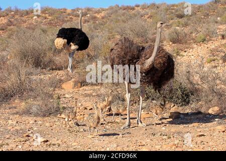 South African ostrich (Struthio camelus australis), adult, female, male, pair, young, family, group, alert, foraging, Oudtshoorn, Western Cape, South Stock Photo