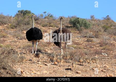 South African ostrich (Struthio camelus australis), adult, female, male, pair, young, family, group, alert, foraging, Oudtshoorn, Western Cape, South Stock Photo