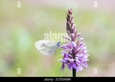 Wood White (Leptidea sinapis), Female sitting on flower, North Rhine-Westphalia, Germany Stock Photo