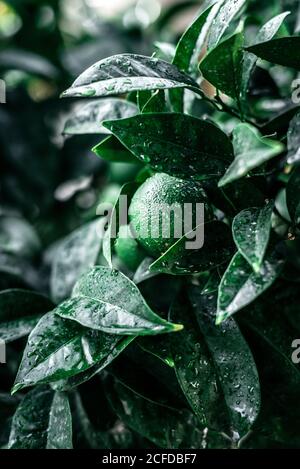 Green unripe orange on branch on plantation in water drops Stock Photo