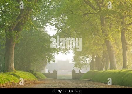 Avenue of a stud in Calvados in the morning mist Stock Photo