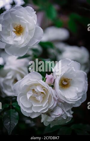 Close-up soft white roses Stock Photo
