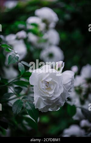 Close-up soft white roses Stock Photo