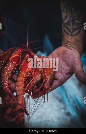 Crop anonymous man hands in showing red fresh shrimps Stock Photo