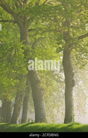 An avenue oaks in spring, Calvados Stock Photo