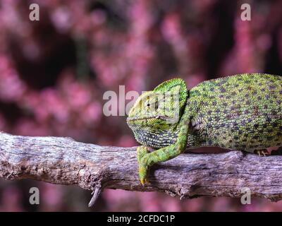 Chameleon sitting on branch Stock Photo