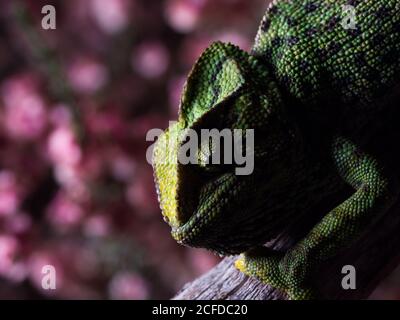 Chameleon sitting on branch Stock Photo
