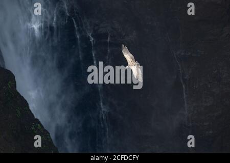 From above of spectacular scenery of wild vulture soaring over rocky cliff and waterfall Stock Photo