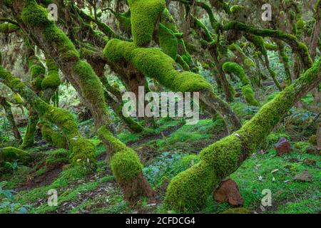 Picturesque landscape of forest with curved tree trunks covered with green moss Stock Photo