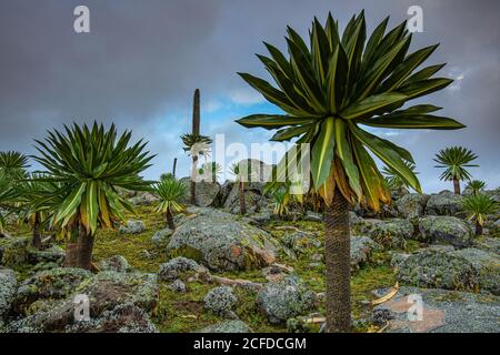 Giant lobelia trees with lush foliage growing on rocky terrain on background of stormy sky in Africa Stock Photo