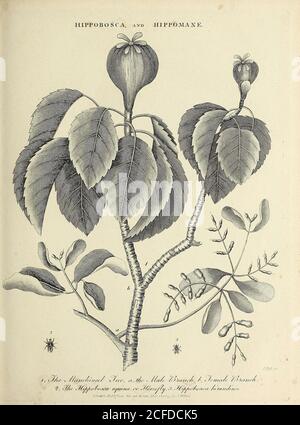 The manchineel tree (Hippomane mancinella) is a species of flowering plant in the spurge family (Euphorbiaceae). Its native range stretches from tropical southern North America to northern South America. Copperplate engraving From the Encyclopaedia Londinensis or, Universal dictionary of arts, sciences, and literature; Volume X;  Edited by Wilkes, John. Published in London in 1811 Stock Photo