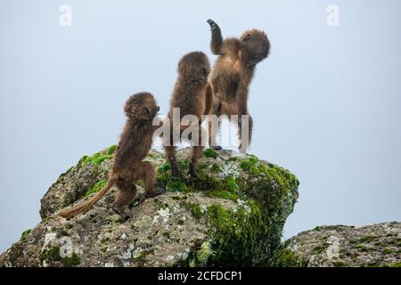 Group of baby baboons sitting on mossy rock and playing on cloudy day in Africa Stock Photo