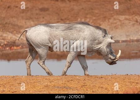 Full length of wild common warthog standing near small pond in Savuti area in Botswana Stock Photo