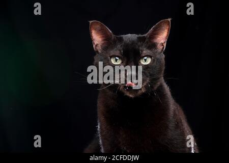 black cat licking lips on black background with green lens flare