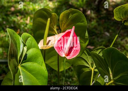 Flamingo flower, (Anthurium), Ivoloina National Park, Ivoloina River, Taomasina, Tamatave, Madagascar, Africa, Indian Ocean Stock Photo