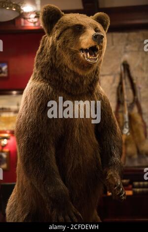 Large stuffed brown bear with open mouth standing on hind legs placed in rustic restaurant with hunting style interior Stock Photo