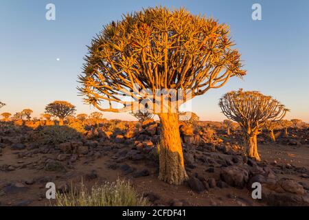 Quiver tree forest at Quiver Tree Forest Rest Camp at sunset, Keetmanshoop, Namibia Stock Photo