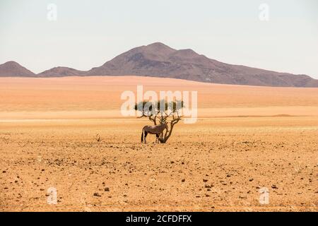 Lone antelope on shrub in desert next to road C27 on route to Sesriem, Namibia Stock Photo