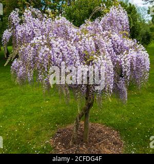 Wisteria Floribunda, Japanese Wisteria Stock Photo