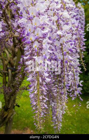 Wisteria Floribunda, Japanese Wisteria Stock Photo