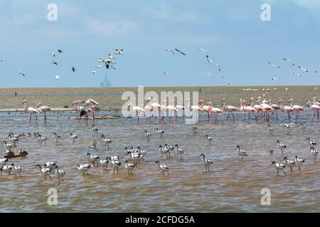 Flamingos in Walvis Bay / Namibia, Namibia Stock Photo