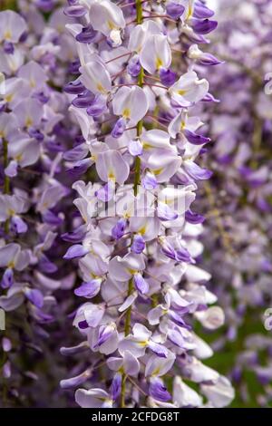 Wisteria Floribunda, Japanese Wisteria Stock Photo