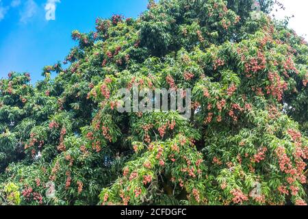 Lychee tree with fruit, (Litchi chinensis), Reunion Island, France, Africa, Indian Ocean Stock Photo