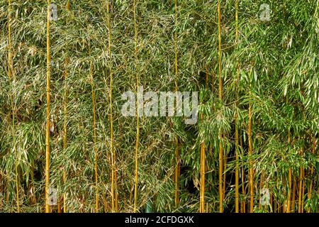 Green leaves with yellow stems texture background Stock Photo