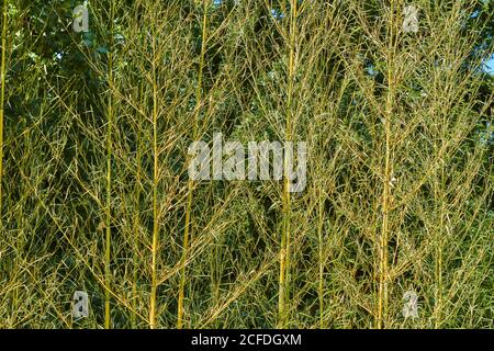 Green leaves with yellow stems texture background Stock Photo