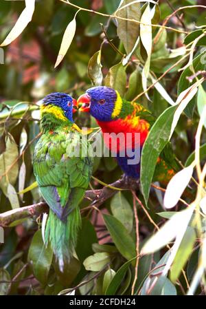 Two multi-colored parrots sit on a branch of a green tree and kiss Stock Photo