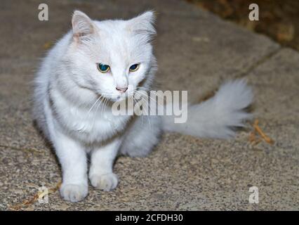 Portrait of a white cat with green eyes in nature Stock Photo