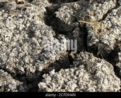 Cracked sun cracked earth with a dragonfly sitting on it, texture background Stock Photo