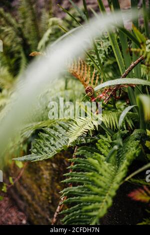 Detail of a fern, in the Victorian 'Walled Garden' of Kylemore Abbey Stock Photo