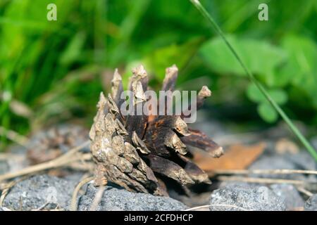 An old dried pine cone that fell from a pine tree lies on the ground against a background of green grass. Close up