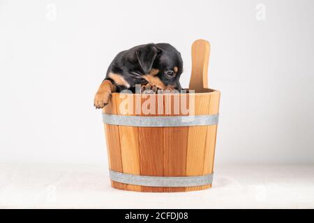 A portrait of a cute Jack Russel Terrier puppy, in a wooden sauna bucket, isolated on a white background Stock Photo