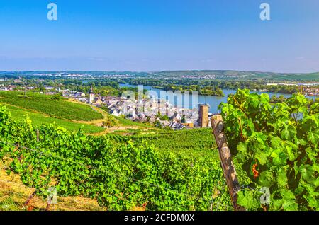 Vineyards green fields landscape with rows of grape trellis and grapevine wooden pole on river Rhine Valley hills, Rheingau wine region on Roseneck mount near Rudesheim town, State of Hesse, Germany Stock Photo