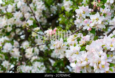 Germany, Hamburg - Neuenfelde, Altes Land, apple blossom, on the Nincoper Moorweg, fruit trees Stock Photo