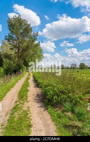 Germany, Hamburg - Neugraben - Fischbek, Altes Land, unpaved dirt road lined with pine and birch trees in the NSG moor belt Stock Photo