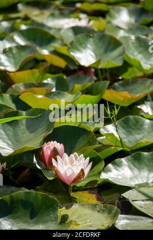 Water lilies, water lily pond Stock Photo