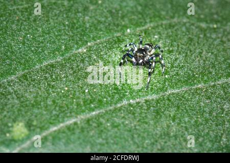 Black, brown and White striped Jumping spider (salticidae) sitting on a leaf, Cape Town, South Africa Stock Photo