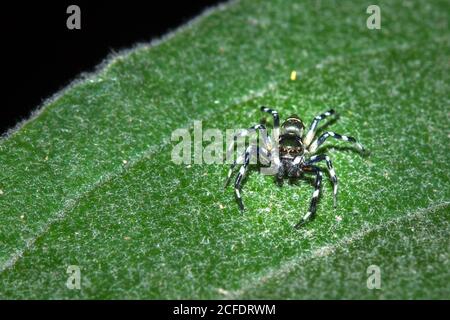 Black, brown and White striped Jumping spider (salticidae) sitting on a leaf, Cape Town, South Africa Stock Photo