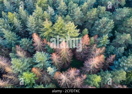 Bird's eye view of forest